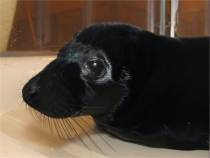 Zwarte zeehondenpup in Zeehondencr?che