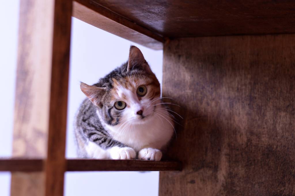 het doel expositie Postbode PLEKJE GEZOCHT voor meerdere katten | Harlinger Courant