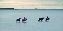 Paarden kuren in Harlingen aan zee