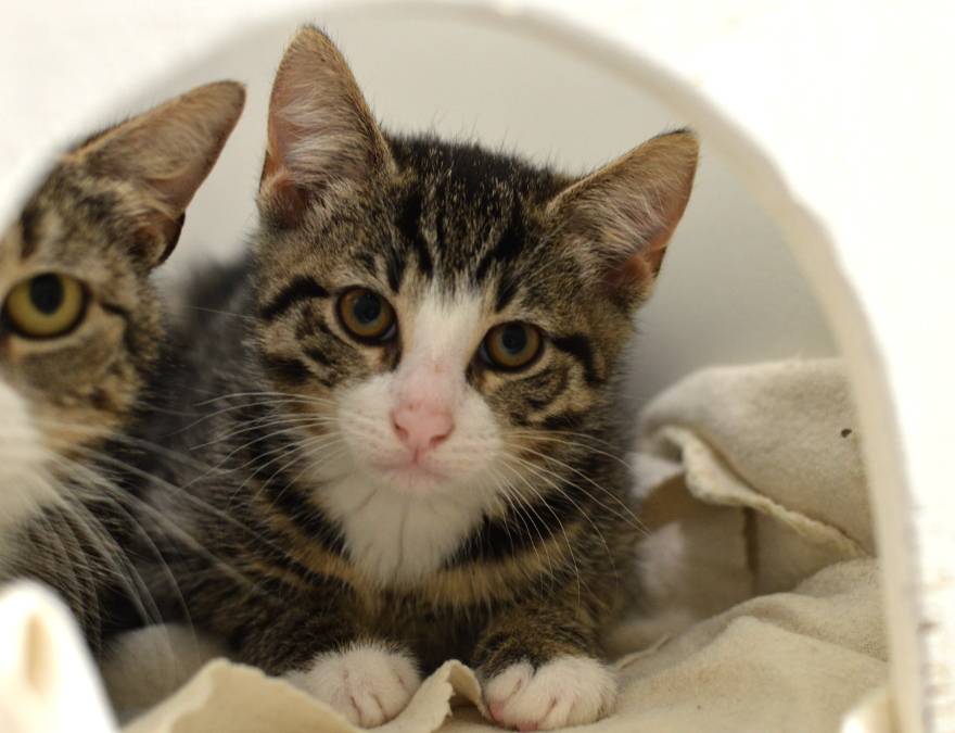 band salami Vuiligheid PLEKJE GEZOCHT voor 3 jonge kittens | Harlinger Courant