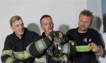 Brandweer bevrijdt kat uit plafond